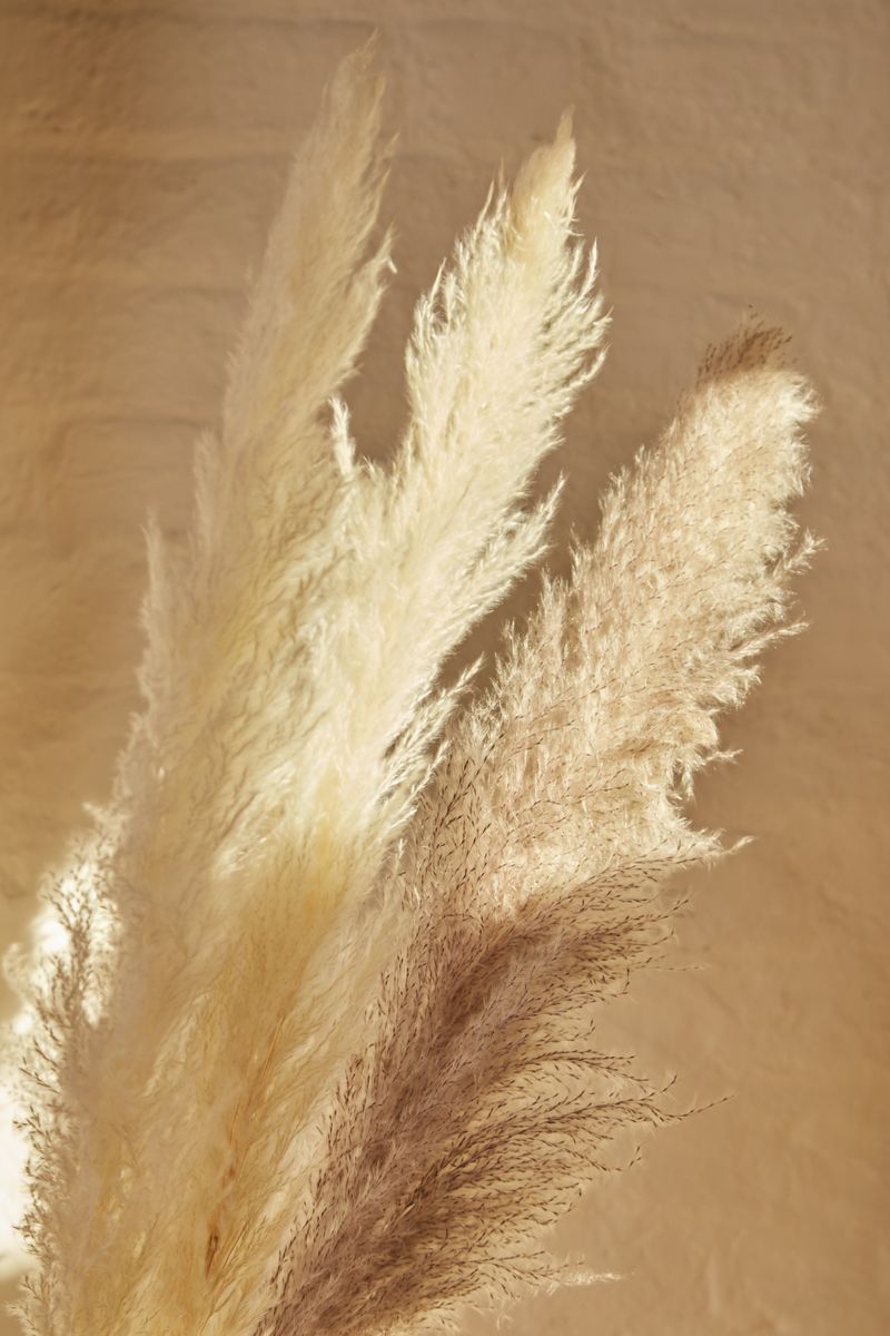 6-STEMS-OF-NATURAL-AND-MINK-PAMPAS-GRASS_3
